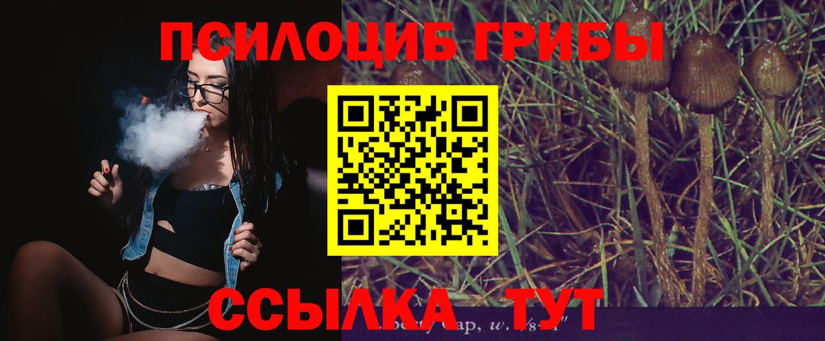 Кингисепп  Галлюциногенные грибы Psilocybine cubensis  Вход с VPN 